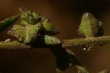 Atriplex patula. Плоды. Крым, Севастополь, бухта Камышовая. 06.11.2011.