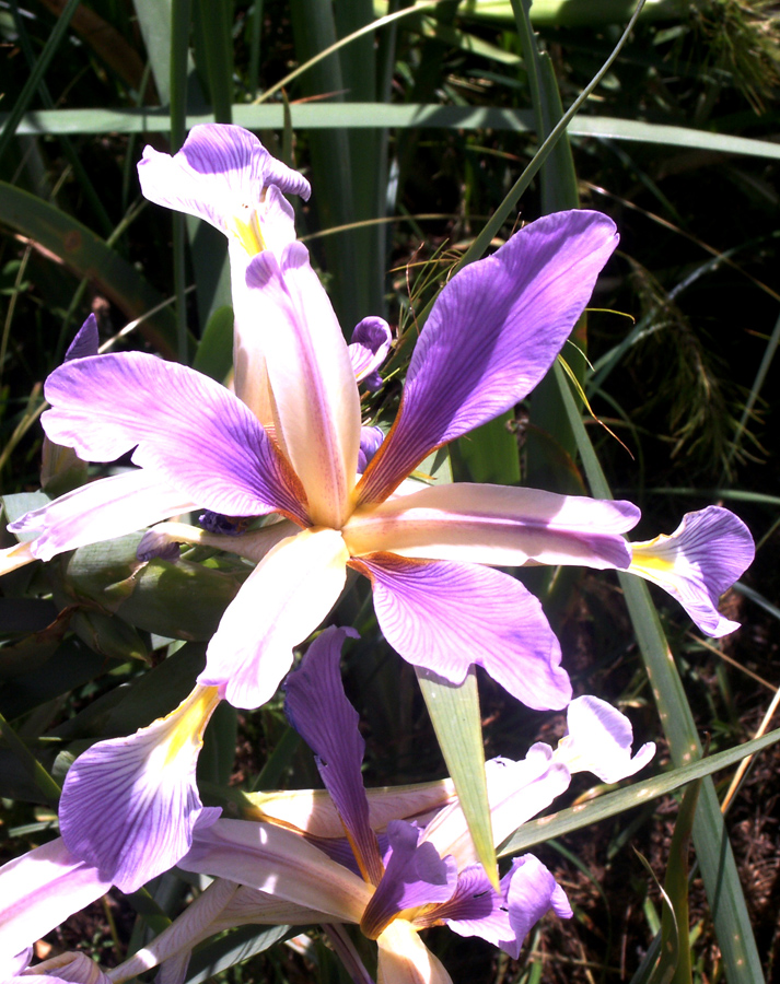 Image of Iris sogdiana specimen.