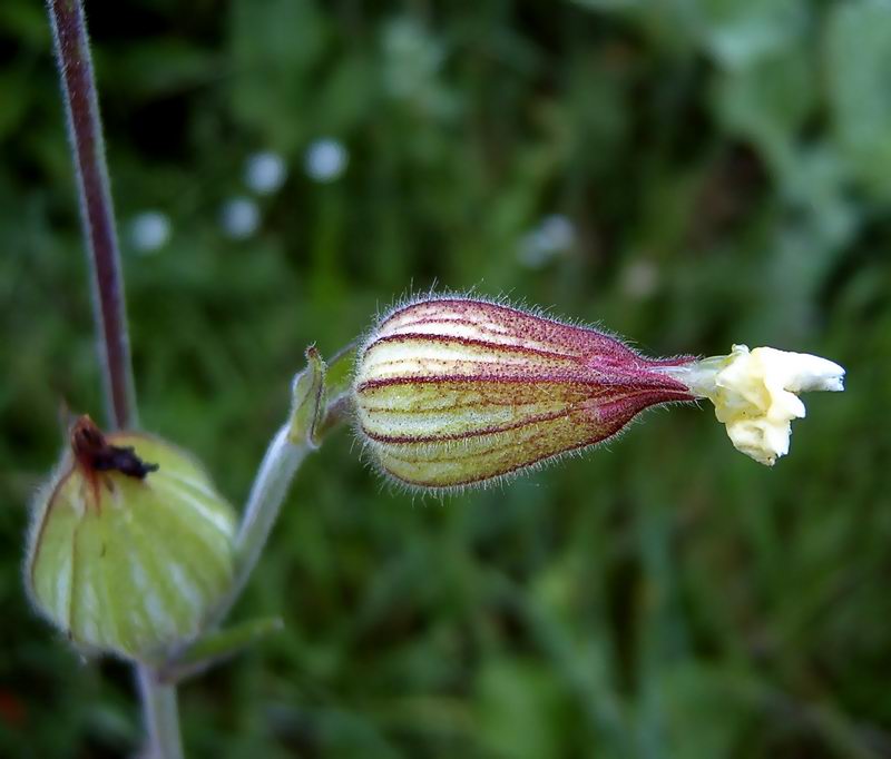 Image of Melandrium album specimen.