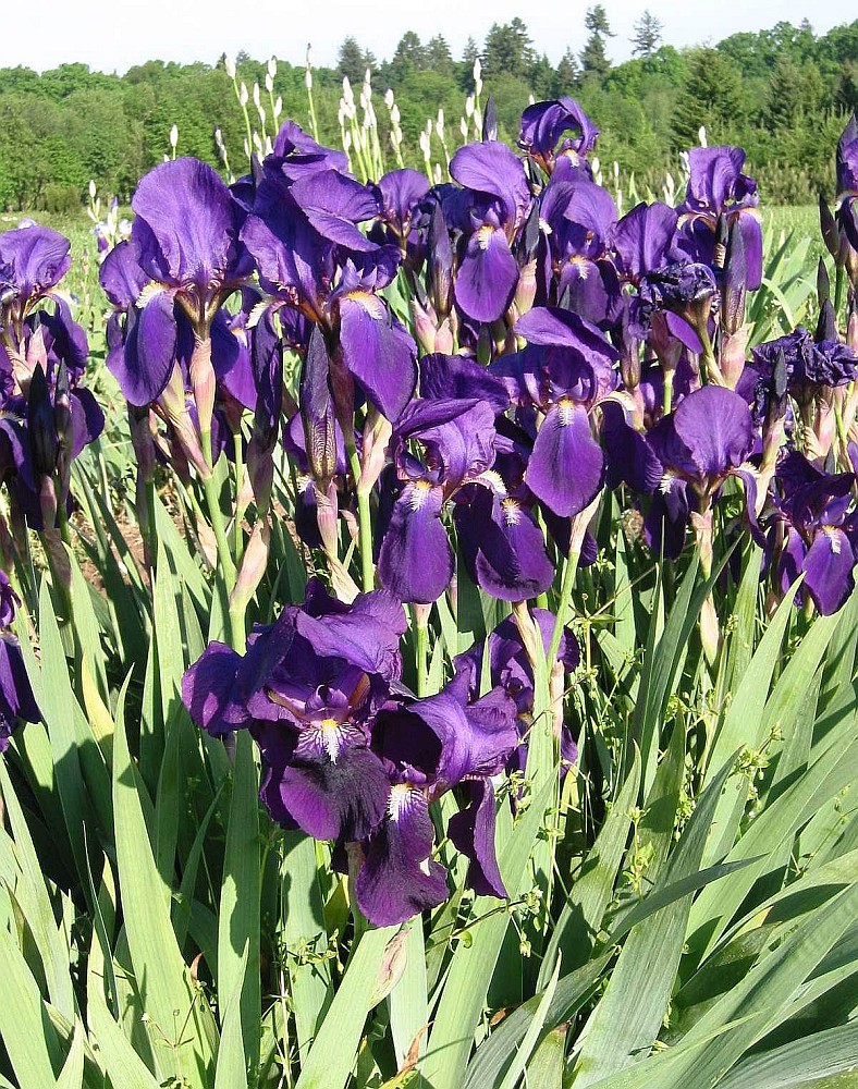 Изображение особи Iris germanica.