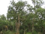 Quercus suber. Группа взрослых деревьев (на некоторых видны следы снятия пробки). Испания, Каталония, провинция Girona, Costa Brava, окрестности населённого пункта Sant Feliu de Guíxols. 24 октября 2008 г.