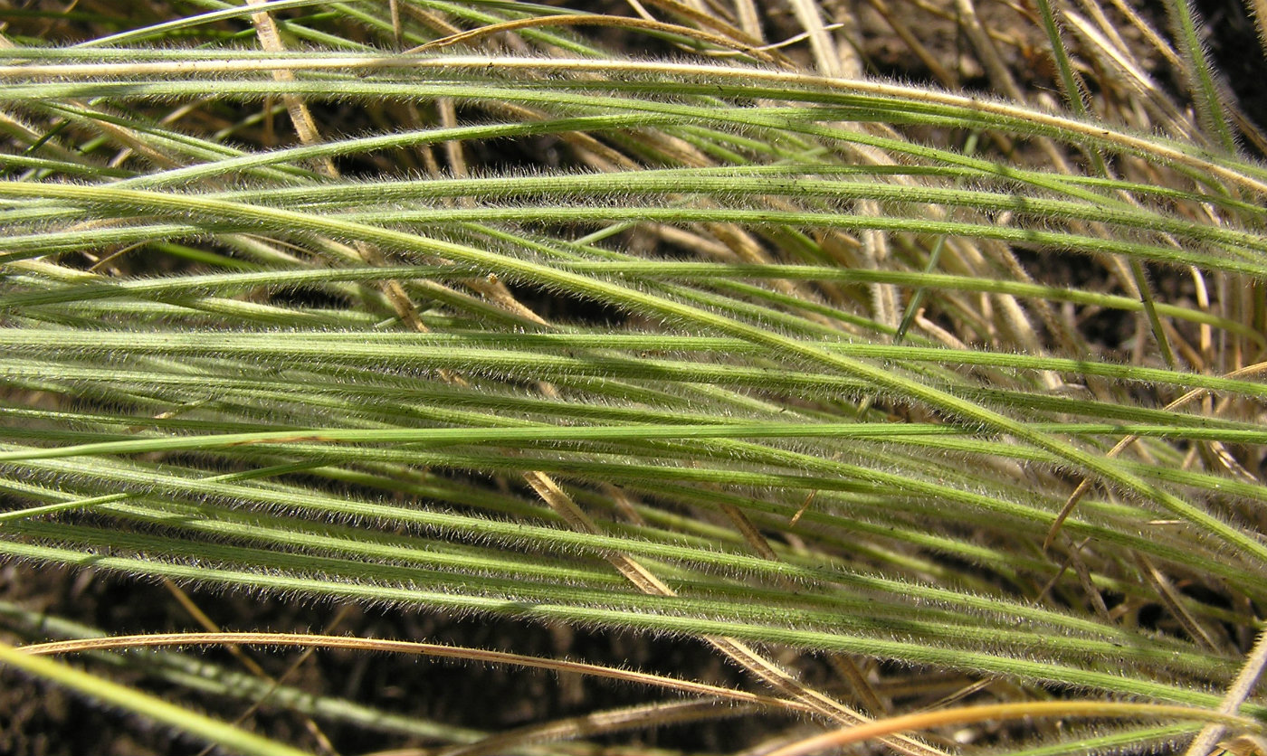 Image of Stipa dasyphylla specimen.