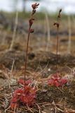 Drosera rotundifolia. Растения с засохшими цветоносами. Сахалин, Северо-Сахалинская равн., р. Вал, лиственичное редколесье. 23.06.2011.