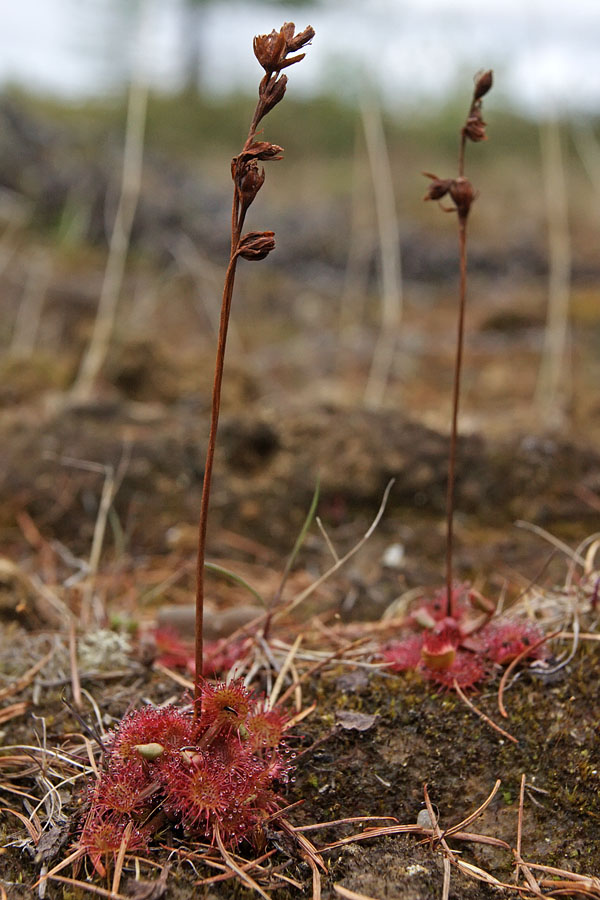 Image of Drosera rotundifolia specimen.