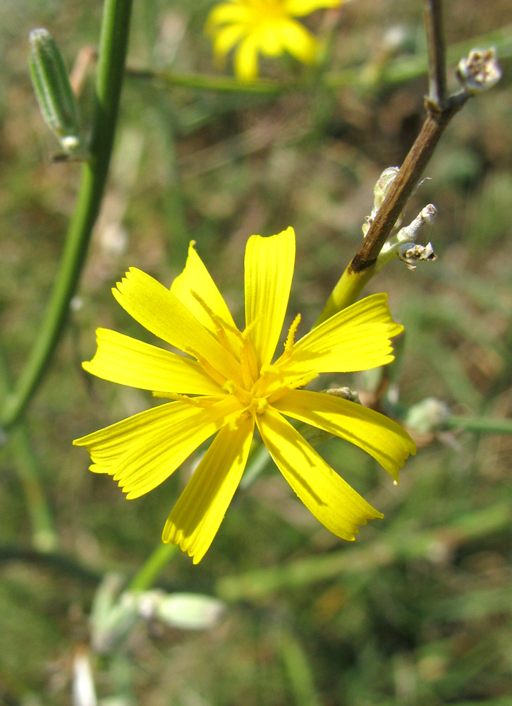 Image of Chondrilla juncea specimen.