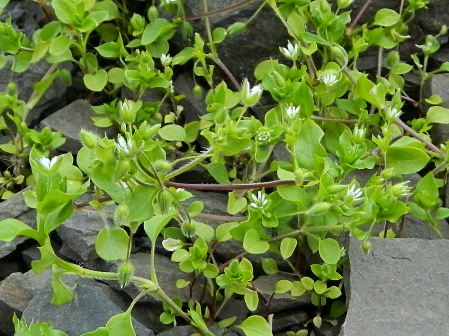 Image of Stellaria media specimen.