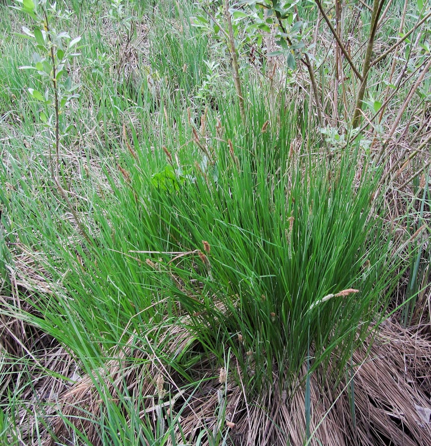 Image of Carex cespitosa specimen.
