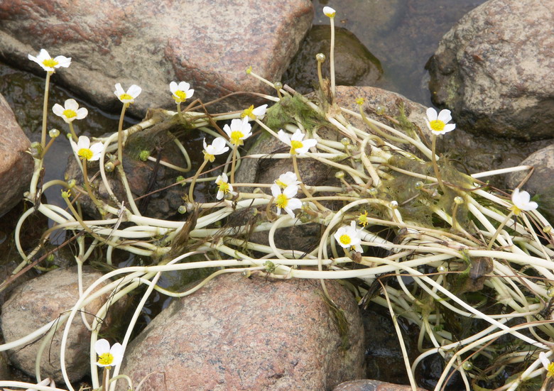 Изображение особи Ranunculus baudotii.