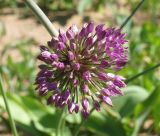 Allium sewerzowii