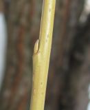 Смотреть изображение Salix × fragilis
