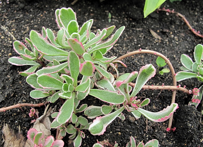 Image of Sedum spurium specimen.