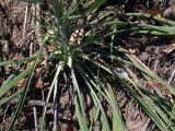 Tragopogon orientalis