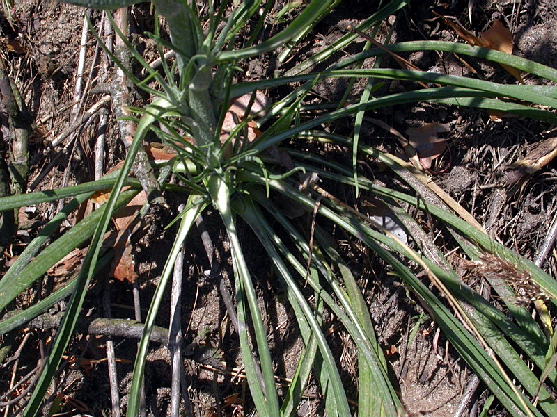 Изображение особи Tragopogon orientalis.