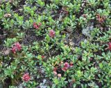 Arctostaphylos uva-ursi. Растения с побегами, поражёнными Exobasidium uvae-ursi. Карелия, Ладожское озеро, остров Валаам. 19.06.2012.