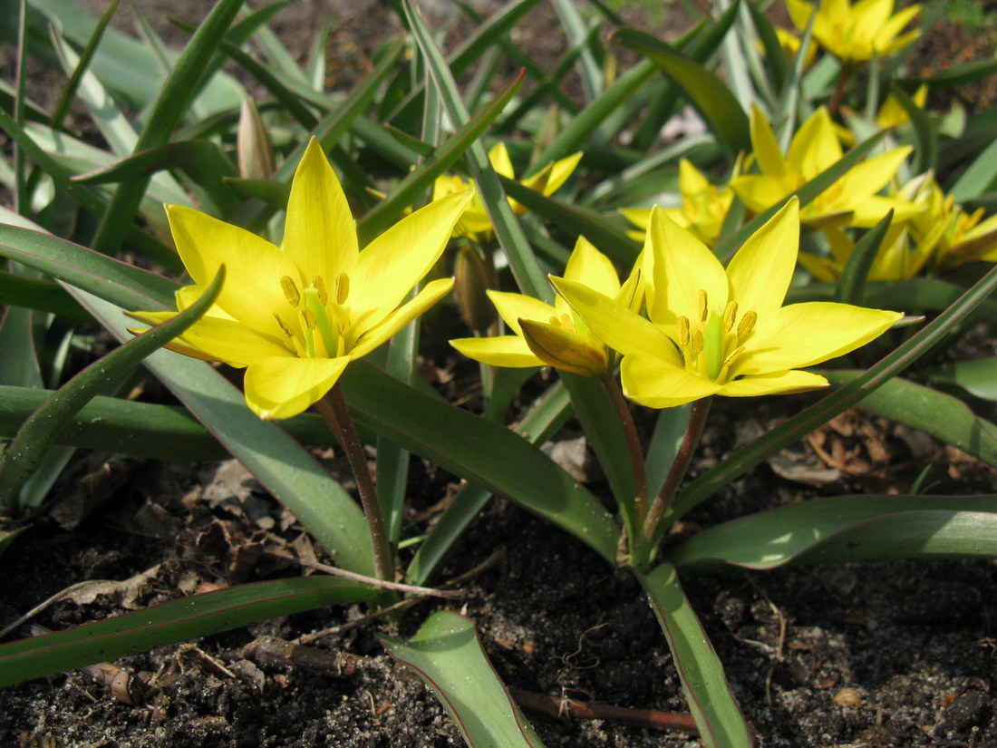 Изображение особи Tulipa urumiensis.