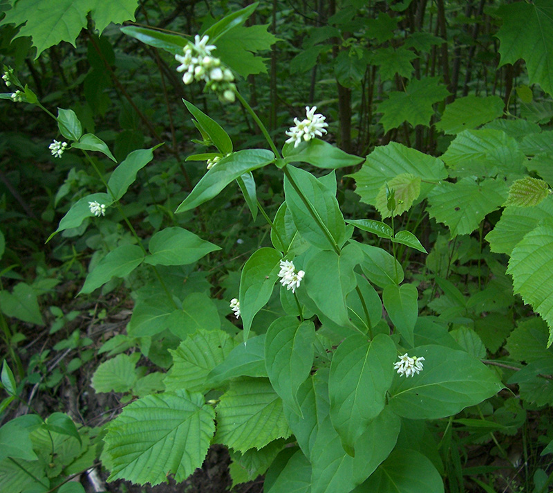 Image of Vincetoxicum hirundinaria specimen.