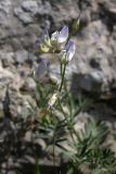 Vicia subvillosa. Соцветия. Южный Казахстан, горы Каракус. 20.04.2012.