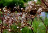 Valeriana officinalis