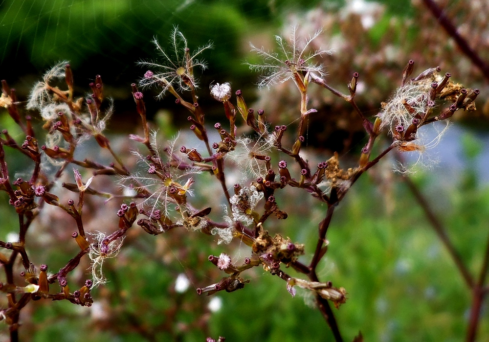 Image of Valeriana officinalis specimen.