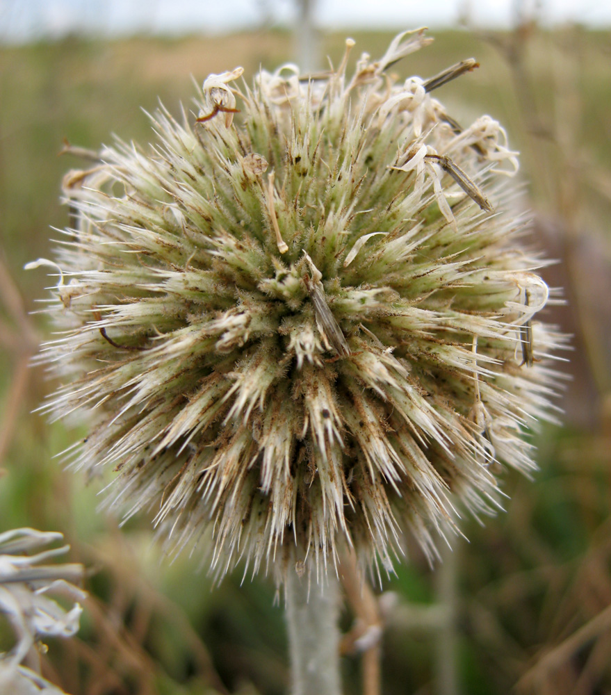 Изображение особи Echinops sphaerocephalus.