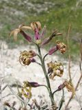 Matthiola fragrans