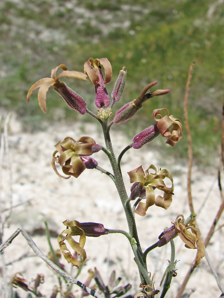 Изображение особи Matthiola fragrans.