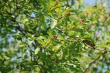 Exochorda racemosa. Ветви с плодами. Крым, Никитский ботанический сад. 13.08.2007.