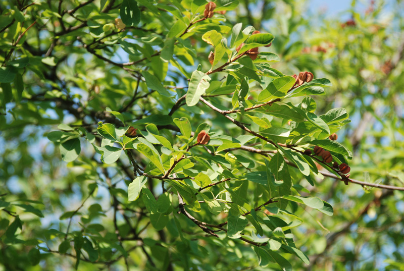 Изображение особи Exochorda racemosa.