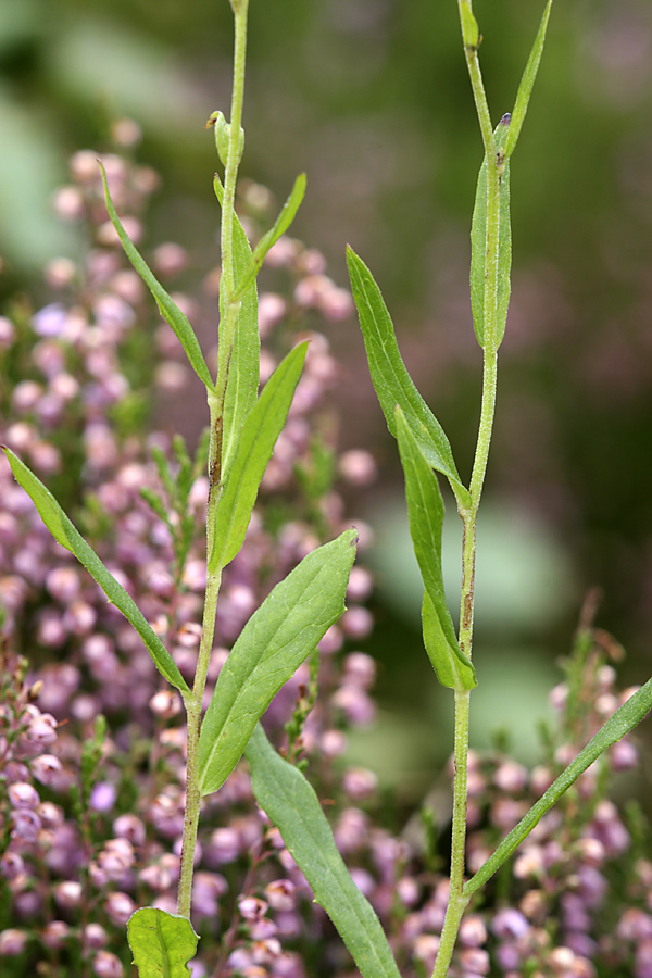 Image of genus Hieracium specimen.