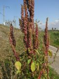 Amaranthus retroflexus. Часть соплодия и листья. Саратовская обл., Энгельсский р-н, в трещине между плит на бетонированном берегу Волгоградского вдхр. у железнодорожной насыпи. 16 сентября 2012 г.