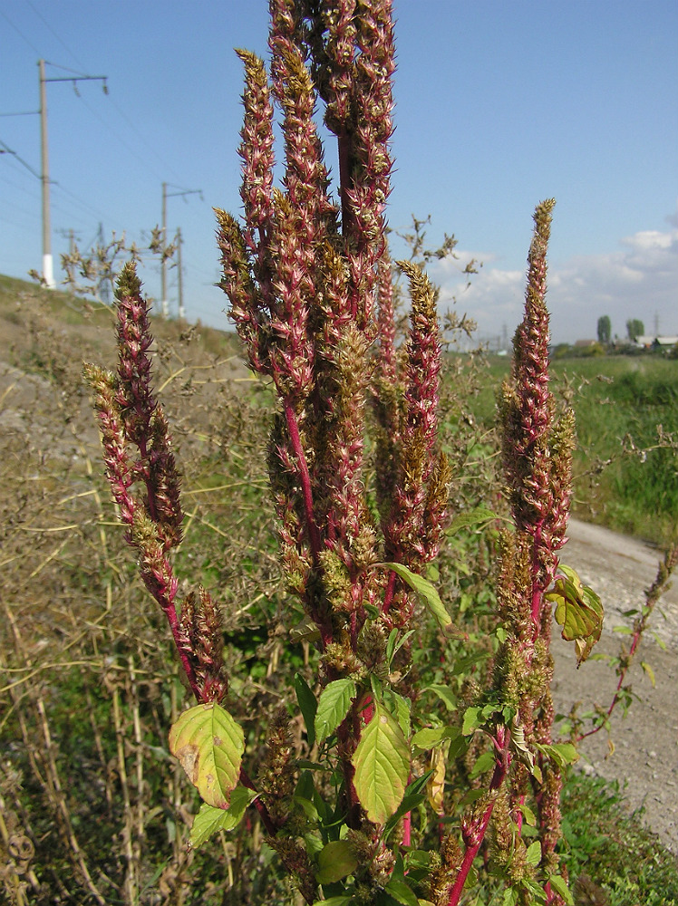 Image of Amaranthus retroflexus specimen.