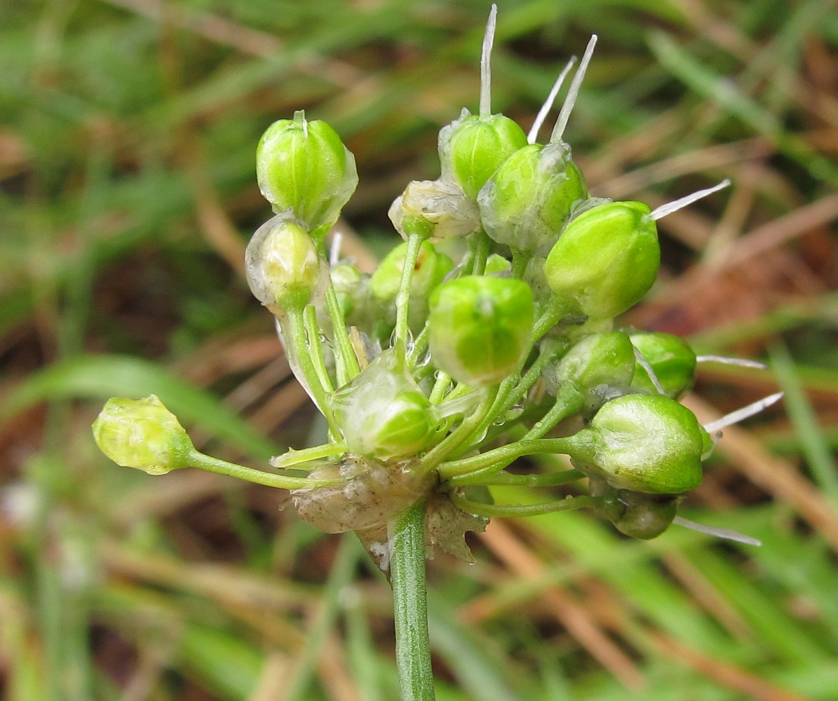 Изображение особи Allium ericetorum.