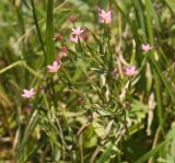 Centaurium pulchellum. Верхушка цветущего растения. Белгородская обл., Борисовский р-н, дубрава \"Лес на Ворскле\", суходольный луг между опушкой дубравы и краем поймы. 21.07.2012.