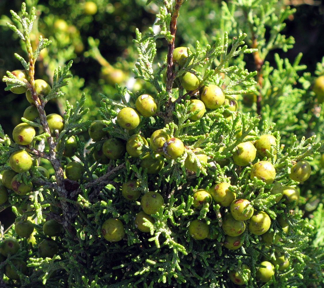 Изображение особи Juniperus phoenicea.