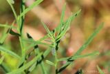 Linaria vulgaris