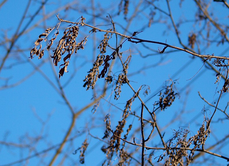 Image of Sorbus aucuparia specimen.