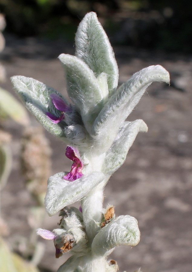 Изображение особи Stachys byzantina.