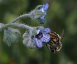 Cynoglossum creticum. Соцветие с кормящейся самкой Andrena (Truncandrena) rotundilabris Morawitz, 1877. Israel, Mount Carmel. 15.04.2011.