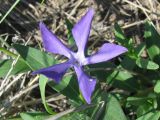 Vinca herbacea. Цветок. Украина, г. Запорожье, о-в Хортица. 02.05.2011.