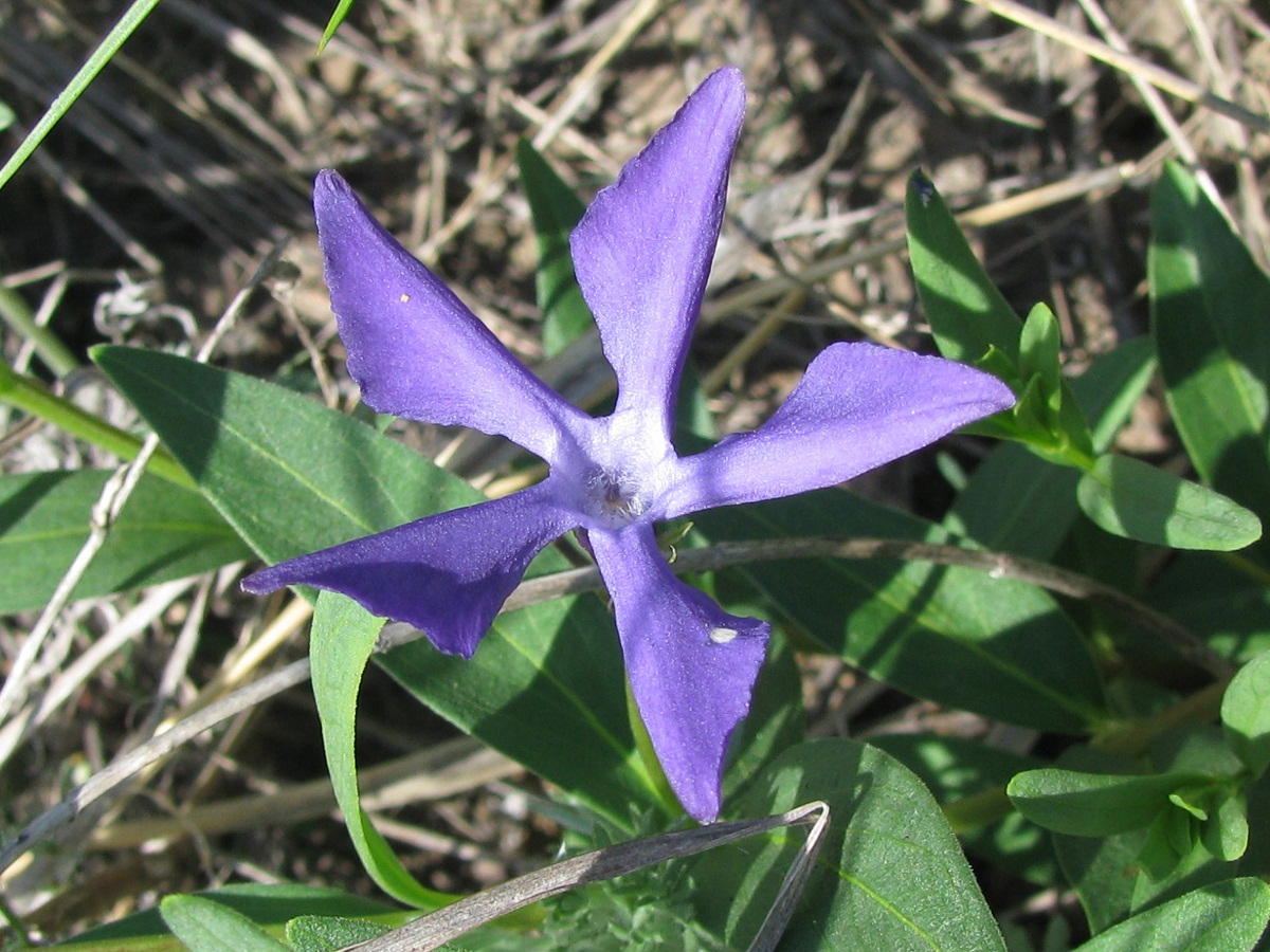 Изображение особи Vinca herbacea.