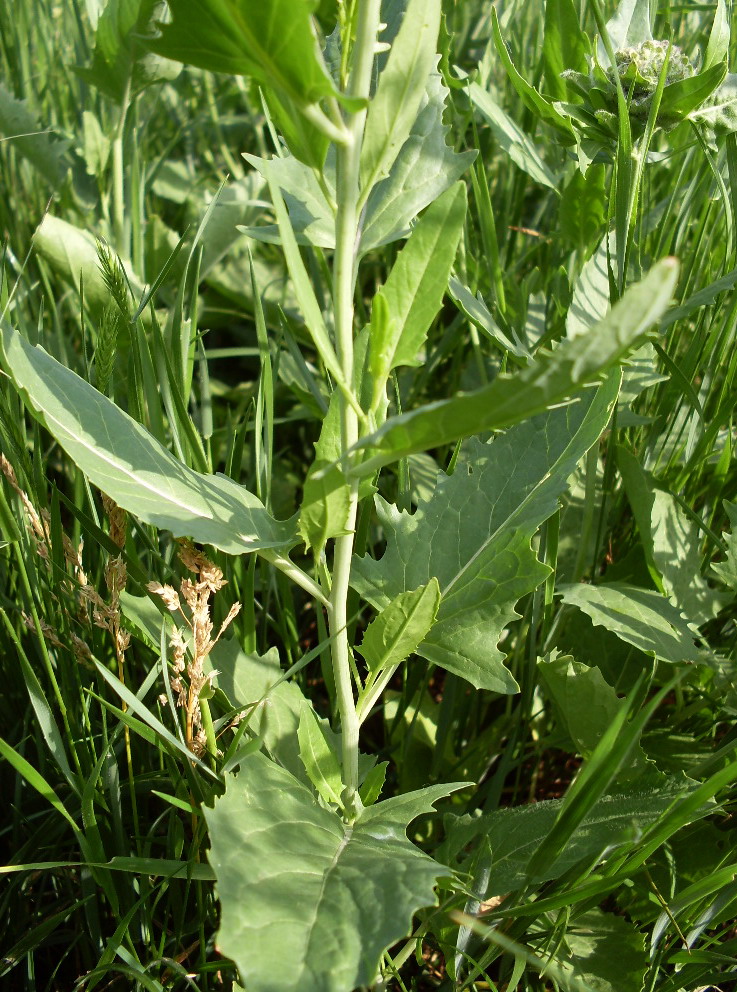 Image of Sisymbrium volgense specimen.