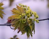 Acer platanoides