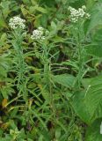 Achillea alpina. Цветущие растения. Хабаровский край, окр. села Галкино. 28.07.2012.