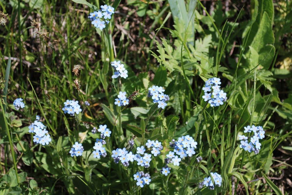 Изображение особи Myosotis imitata.