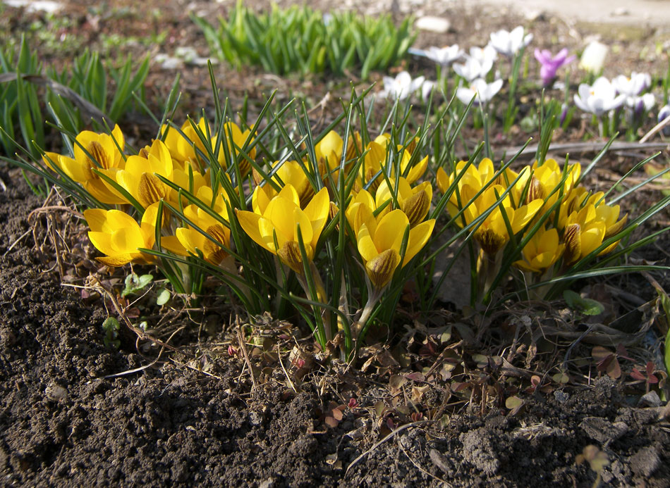 Image of Crocus chrysanthus specimen.