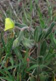 Helianthemum salicifolium. Верхушка цветущего растения. Крым, Карадагский заповедник, степной склон. 17 апреля 2013 г.