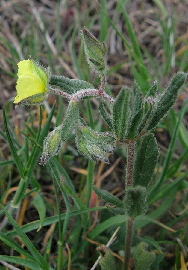 Image of Helianthemum salicifolium specimen.