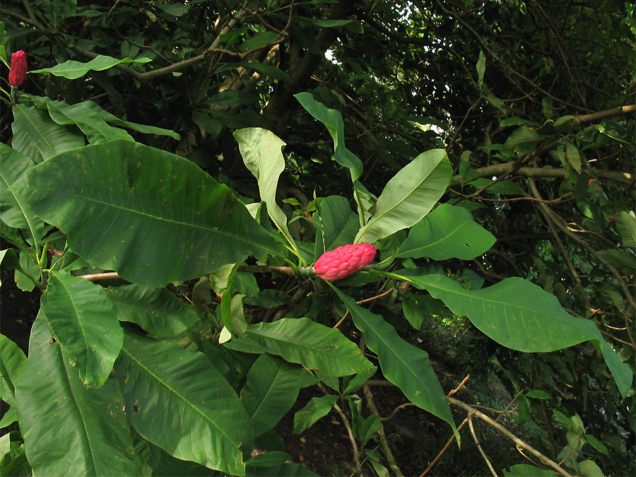 Изображение особи Magnolia tripetala.