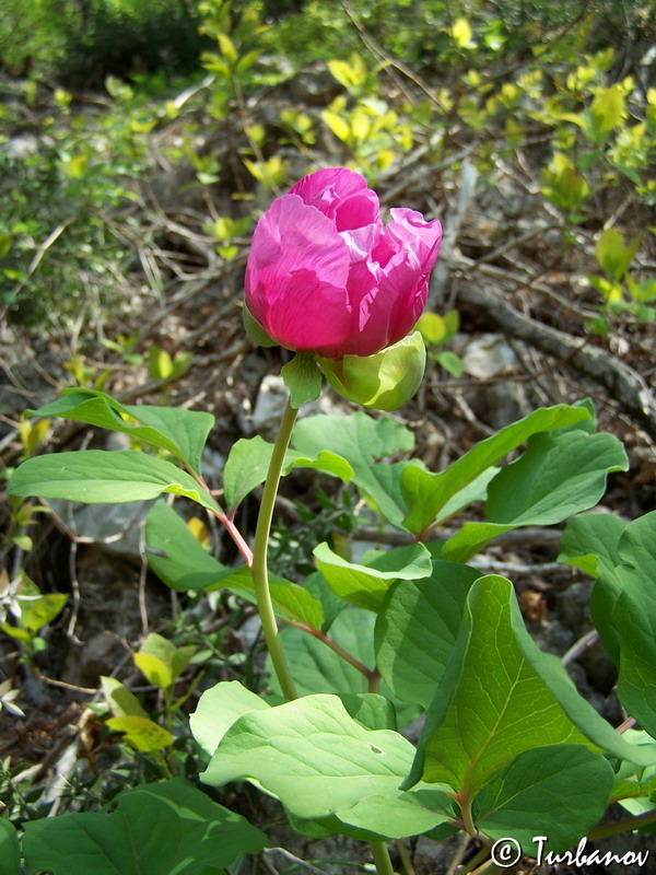 Image of Paeonia daurica specimen.