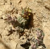 Caralluma europaea